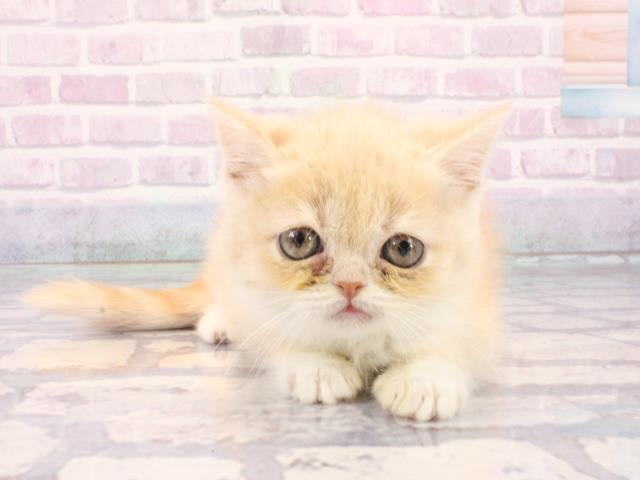 ミヌエット（長足）