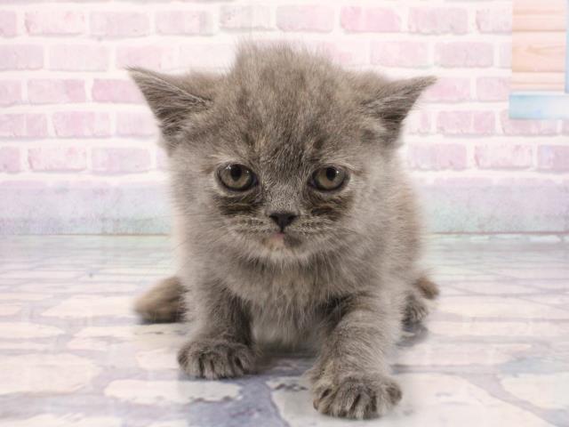 大阪府のブリティッシュショートヘアー (Coo&RIKU城東古市店/2025年12月29日生まれ/女の子/ブルークリーム)の子猫の1枚目の画像