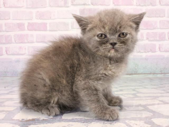 大阪府のブリティッシュショートヘアー (Coo&RIKU城東古市店/2025年12月29日生まれ/女の子/ブルークリーム)の子猫の2枚目の画像