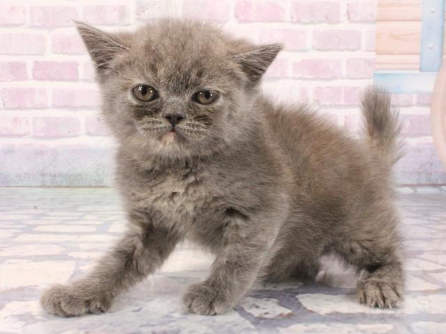 大阪府のブリティッシュショートヘアー (Coo&RIKU城東古市店/2025年12月29日生まれ/女の子/ブルークリーム)の子猫の3枚目の画像