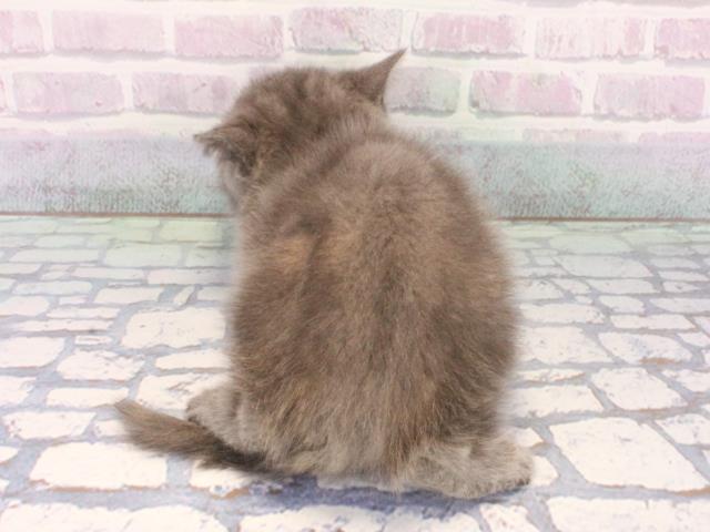 大阪府のブリティッシュショートヘアー (Coo&RIKU城東古市店/2025年12月29日生まれ/女の子/ブルークリーム)の子猫の4枚目の画像