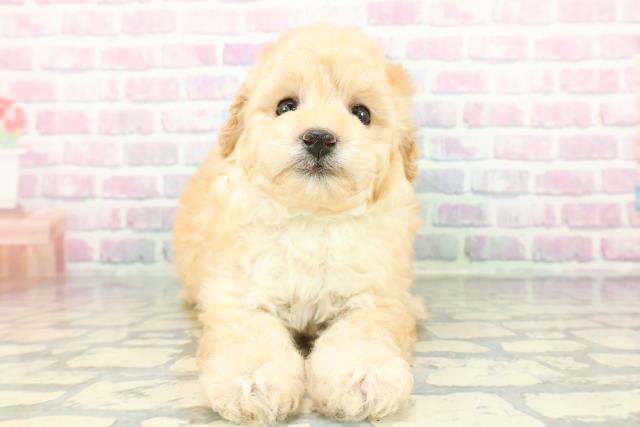 千葉県のトイプードル(トイ) (Coo&RIKU東船橋店/2026年1月12日生まれ/男の子/クリーム)の子犬の1枚目の画像