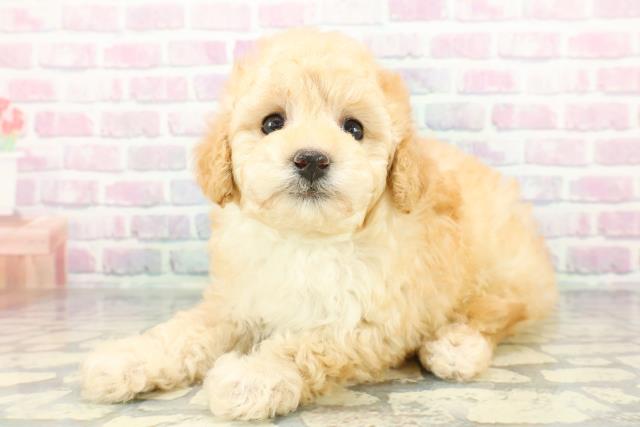 千葉県のトイプードル(トイ) (Coo&RIKU東船橋店/2026年1月12日生まれ/男の子/クリーム)の子犬の2枚目の画像