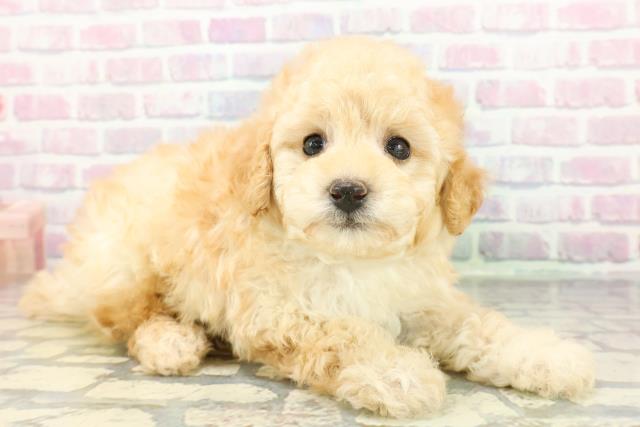 千葉県のトイプードル(トイ) (Coo&RIKU東船橋店/2026年1月12日生まれ/男の子/クリーム)の子犬の3枚目の画像