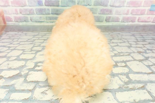 千葉県のトイプードル(トイ) (Coo&RIKU東船橋店/2026年1月12日生まれ/男の子/クリーム)の子犬の4枚目の画像