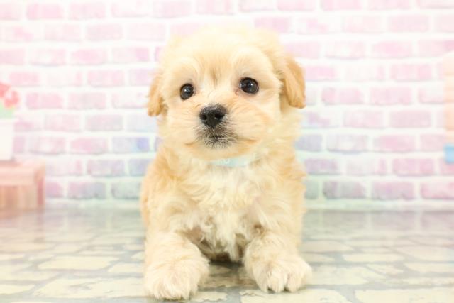 神奈川県のマルプー(マルチーズ×プードル) (Coo&RIKU秦野店/2026年1月11日生まれ/男の子/アプリコット)の子犬の1枚目の画像