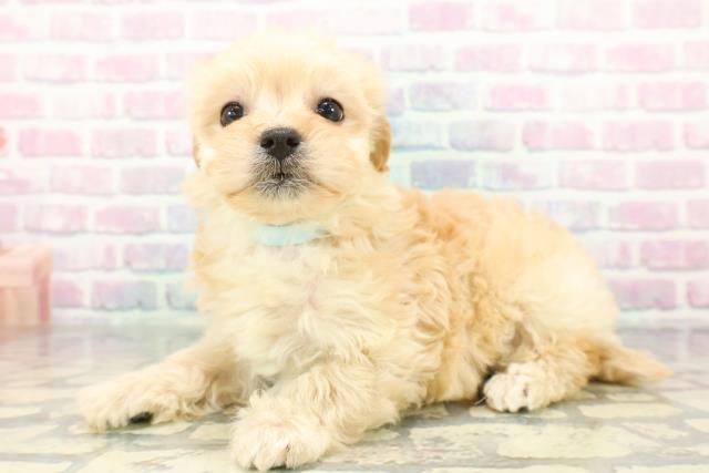 神奈川県のマルプー(マルチーズ×プードル) (Coo&RIKU秦野店/2026年1月11日生まれ/男の子/アプリコット)の子犬の2枚目の画像