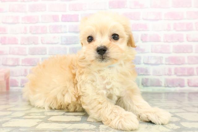 神奈川県のマルプー(マルチーズ×プードル) (Coo&RIKU秦野店/2026年1月11日生まれ/男の子/アプリコット)の子犬の3枚目の画像