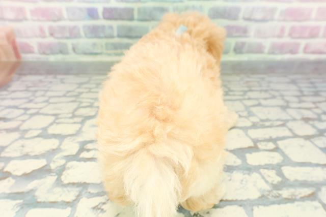 神奈川県のマルプー(マルチーズ×プードル) (Coo&RIKU秦野店/2026年1月11日生まれ/男の子/アプリコット)の子犬の4枚目の画像