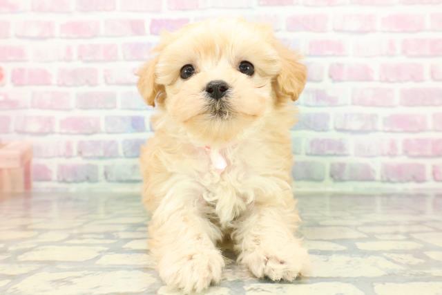 神奈川県のマルプー(マルチーズ×プードル) (Coo&RIKU横浜港南台店/2026年1月11日生まれ/女の子/アプリコット)の子犬の1枚目の画像