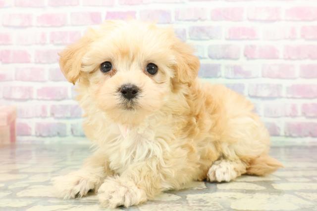 神奈川県のマルプー(マルチーズ×プードル) (Coo&RIKU横浜港南台店/2026年1月11日生まれ/女の子/アプリコット)の子犬の2枚目の画像