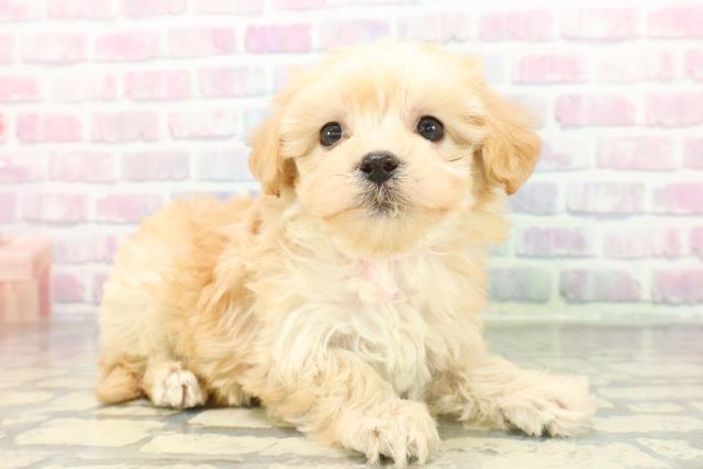 神奈川県のマルプー(マルチーズ×プードル) (Coo&RIKU横浜港南台店/2026年1月11日生まれ/女の子/アプリコット)の子犬の3枚目の画像