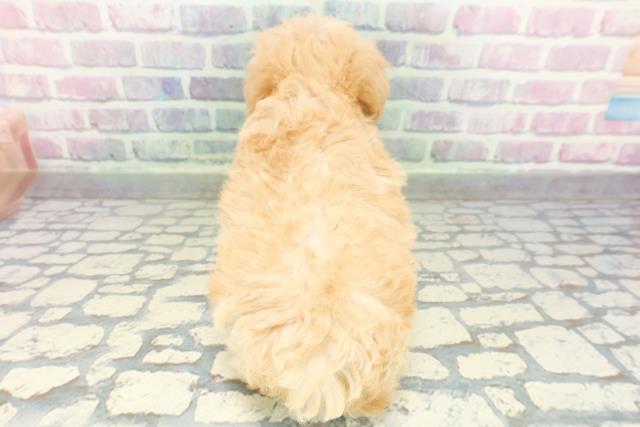 神奈川県のマルプー(マルチーズ×プードル) (Coo&RIKU横浜港南台店/2026年1月11日生まれ/女の子/アプリコット)の子犬の4枚目の画像