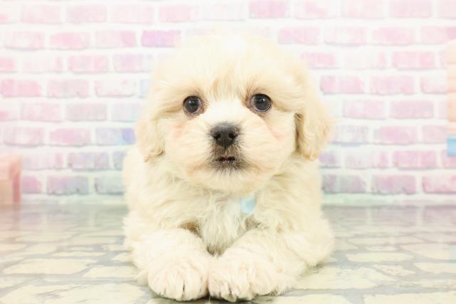 埼玉県のペキプー(ペキニーズ×プードル) (Coo&RIKU綿半坂戸店/2026年1月3日生まれ/男の子/アプリコット)の子犬の1枚目の画像