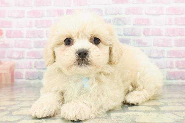 埼玉県のペキプー(ペキニーズ×プードル) (Coo&RIKU綿半坂戸店/2026年1月3日生まれ/男の子/アプリコット)の子犬の2枚目の画像