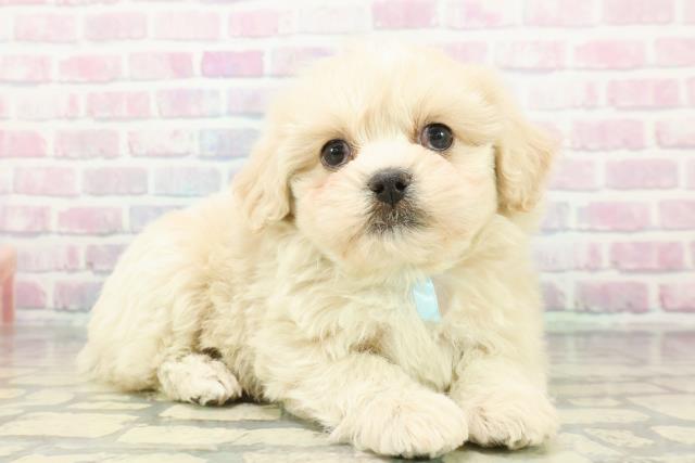 埼玉県のペキプー(ペキニーズ×プードル) (Coo&RIKU綿半坂戸店/2026年1月3日生まれ/男の子/アプリコット)の子犬の3枚目の画像