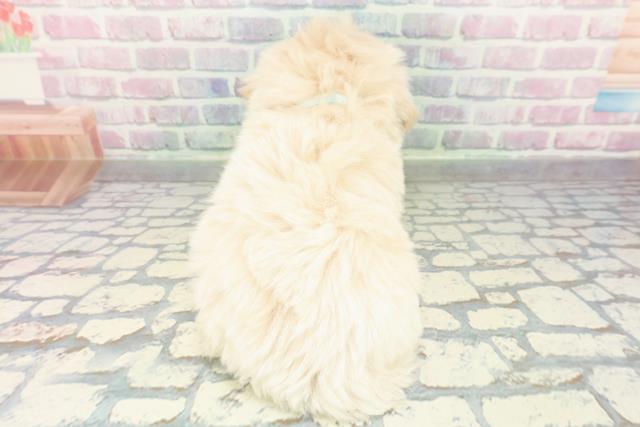 埼玉県のペキプー(ペキニーズ×プードル) (Coo&RIKU綿半坂戸店/2026年1月3日生まれ/男の子/アプリコット)の子犬の4枚目の画像