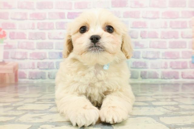 神奈川県のペキプー(ペキニーズ×プードル) (Coo&RIKU長津田店/2026年1月3日生まれ/男の子/アプリコット)の子犬の1枚目の画像
