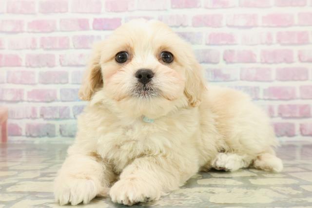 神奈川県のペキプー(ペキニーズ×プードル) (Coo&RIKU長津田店/2026年1月3日生まれ/男の子/アプリコット)の子犬の2枚目の画像