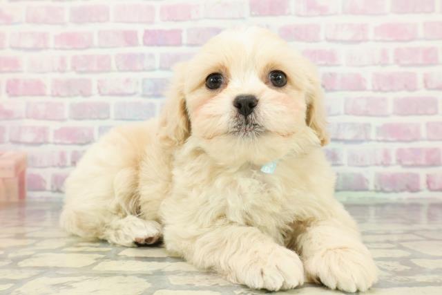 神奈川県のペキプー(ペキニーズ×プードル) (Coo&RIKU長津田店/2026年1月3日生まれ/男の子/アプリコット)の子犬の3枚目の画像