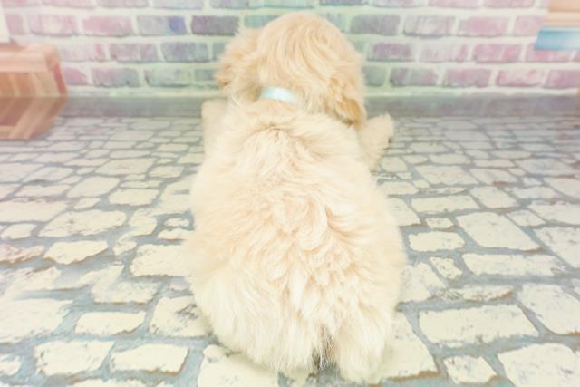 神奈川県のペキプー(ペキニーズ×プードル) (Coo&RIKU長津田店/2026年1月3日生まれ/男の子/アプリコット)の子犬の4枚目の画像