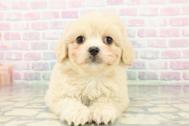 神奈川県のペキプー(ペキニーズ×プードル) (Coo&RIKU横須賀店/2026年1月3日生まれ/女の子/アプリコット)の子犬の1枚目の画像