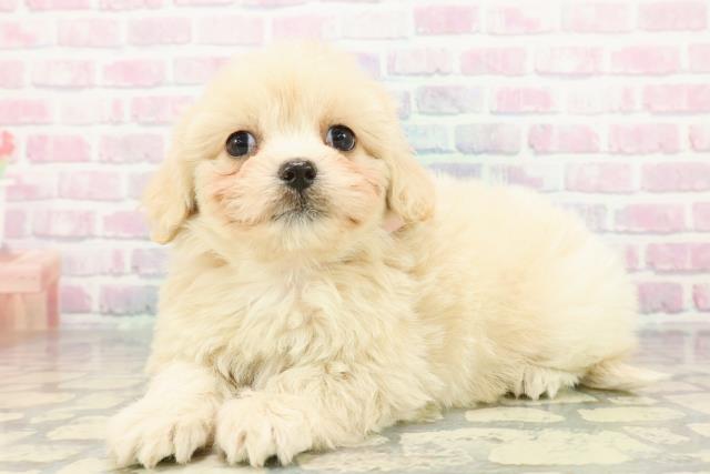 神奈川県のペキプー(ペキニーズ×プードル) (Coo&RIKU横須賀店/2026年1月3日生まれ/女の子/アプリコット)の子犬の2枚目の画像