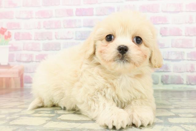 神奈川県のペキプー(ペキニーズ×プードル) (Coo&RIKU横須賀店/2026年1月3日生まれ/女の子/アプリコット)の子犬の3枚目の画像