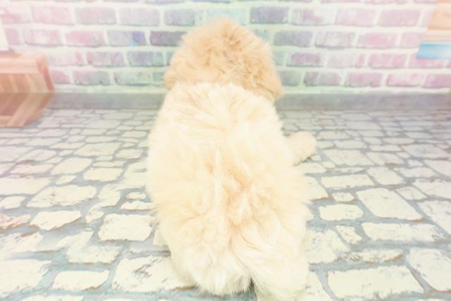 神奈川県のペキプー(ペキニーズ×プードル) (Coo&RIKU横須賀店/2026年1月3日生まれ/女の子/アプリコット)の子犬の4枚目の画像