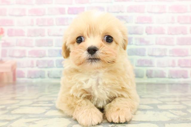 神奈川県のペキプー(ペキニーズ×プードル) (Coo&RIKU横浜青葉店/2026年1月3日生まれ/女の子/アプリコット)の子犬の1枚目の画像