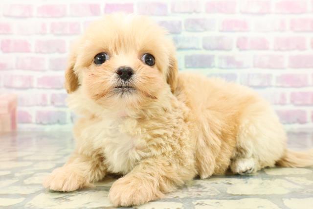 神奈川県のペキプー(ペキニーズ×プードル) (Coo&RIKU横浜青葉店/2026年1月3日生まれ/女の子/アプリコット)の子犬の2枚目の画像