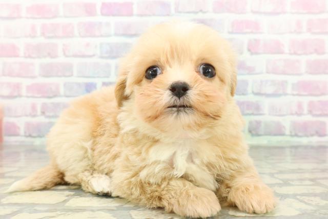 神奈川県のペキプー(ペキニーズ×プードル) (Coo&RIKU横浜青葉店/2026年1月3日生まれ/女の子/アプリコット)の子犬の3枚目の画像
