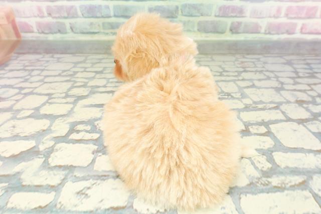 神奈川県のペキプー(ペキニーズ×プードル) (Coo&RIKU横浜青葉店/2026年1月3日生まれ/女の子/アプリコット)の子犬の4枚目の画像