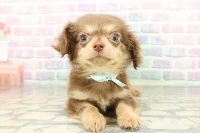 新潟県のチワックス(チワワ×ダックス) (Coo&RIKU新潟西店/2026年1月8日生まれ/男の子/チョコレートタン)の子犬