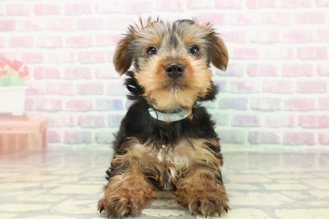 山形県のヨークシャーテリア (Coo&RIKU山形店/2026年1月7日生まれ/男の子/スチールブルータン)の子犬の1枚目の画像