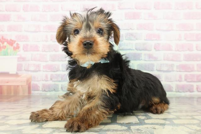 山形県のヨークシャーテリア (Coo&RIKU山形店/2026年1月7日生まれ/男の子/スチールブルータン)の子犬の2枚目の画像