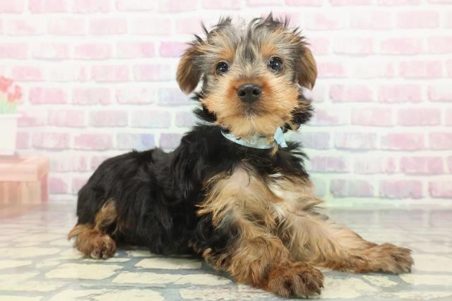 山形県のヨークシャーテリア (Coo&RIKU山形店/2026年1月7日生まれ/男の子/スチールブルータン)の子犬の3枚目の画像