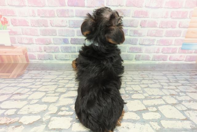 山形県のヨークシャーテリア (Coo&RIKU山形店/2026年1月7日生まれ/男の子/スチールブルータン)の子犬の4枚目の画像