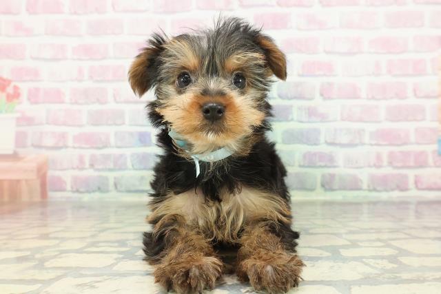 北海道のヨークシャーテリア (Coo&RIKU北見店/2026年1月7日生まれ/男の子/スチールブルータン)の子犬