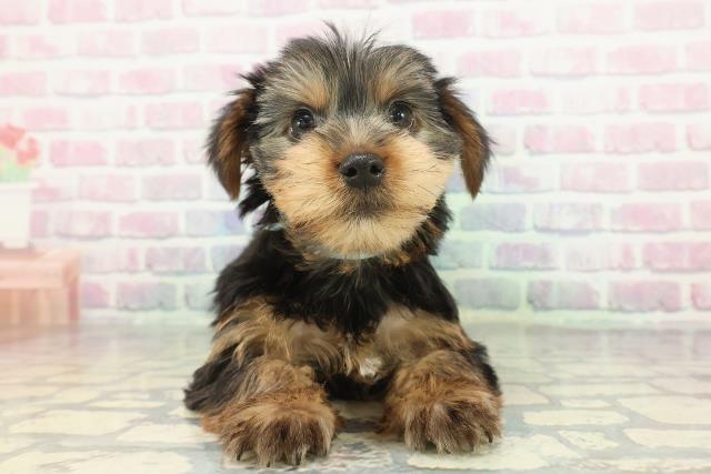 新潟県のヨークシャーテリア (Coo&RIKU長岡店/2026年1月7日生まれ/男の子/スチールブルータン)の子犬