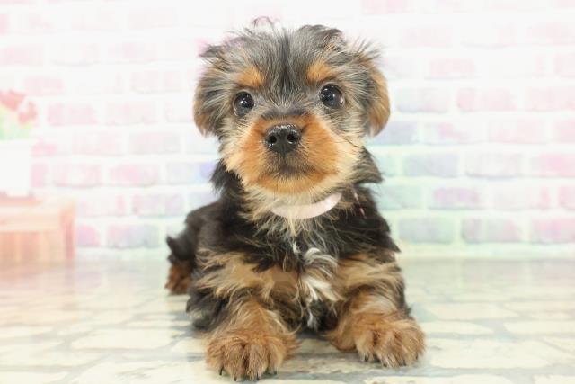 ヨークシャーテリア