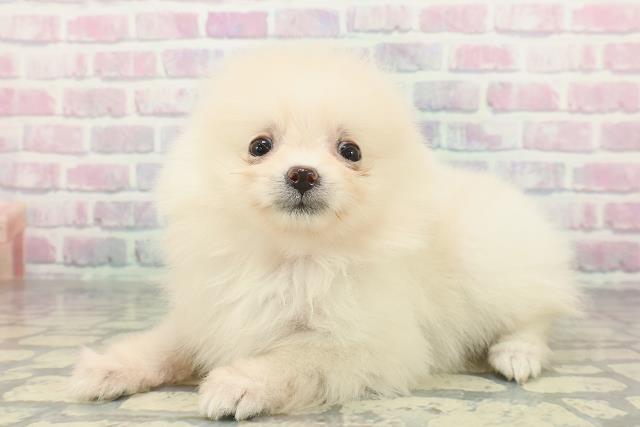 神奈川県のポメラニアン (Coo&RIKU小田原店/2026年1月8日生まれ/女の子/クリーム)の子犬の2枚目の画像