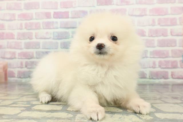 神奈川県のポメラニアン (Coo&RIKU小田原店/2026年1月8日生まれ/女の子/クリーム)の子犬の3枚目の画像