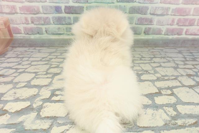 神奈川県のポメラニアン (Coo&RIKU小田原店/2026年1月8日生まれ/女の子/クリーム)の子犬の4枚目の画像