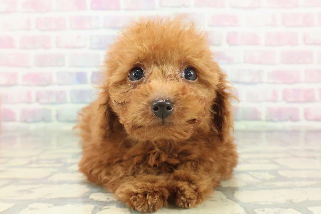福井県のトイプードル(トイ) (Coo&RIKU福井店/2026年1月8日生まれ/男の子/レッド)の子犬