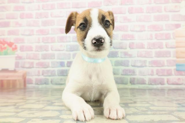 ジャックラッセルテリア