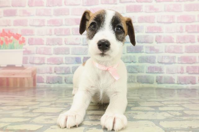 石川県のジャックラッセルテリア (Coo&RIKUイオン野々市南店/2026年1月10日生まれ/女の子/ホワイトタン)の子犬