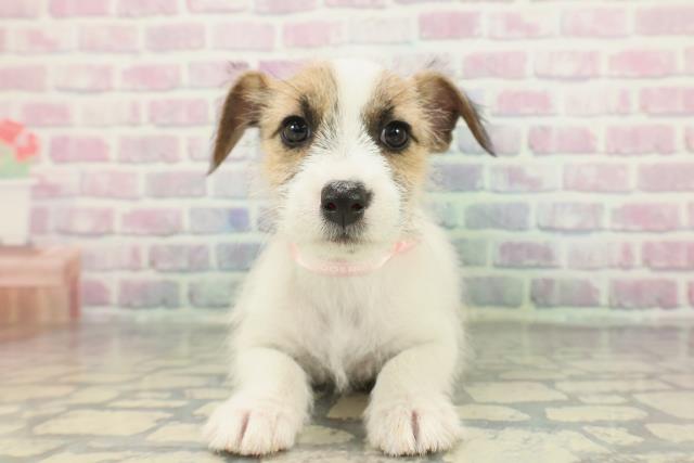 神奈川県のジャックラッセルテリア (Coo&RIKU平塚店/2026年1月10日生まれ/女の子/ホワイトタン)の子犬の1枚目の画像