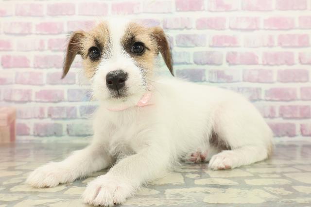 神奈川県のジャックラッセルテリア (Coo&RIKU平塚店/2026年1月10日生まれ/女の子/ホワイトタン)の子犬の2枚目の画像