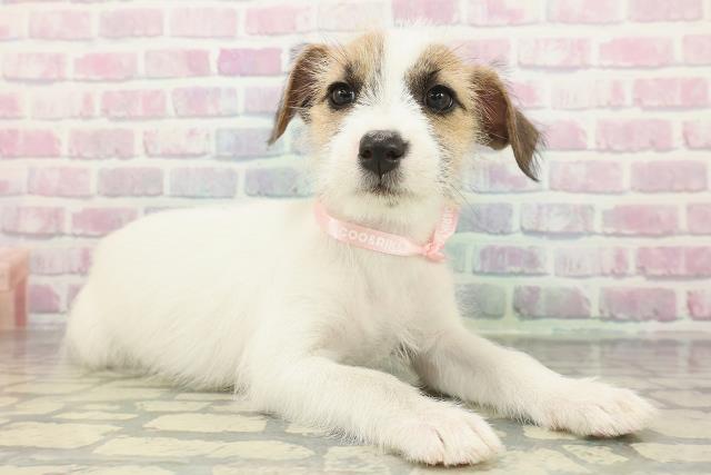 神奈川県のジャックラッセルテリア (Coo&RIKU平塚店/2026年1月10日生まれ/女の子/ホワイトタン)の子犬の3枚目の画像